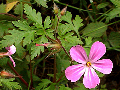 3. Herb Robert