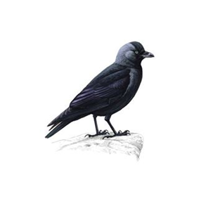 jackdaw